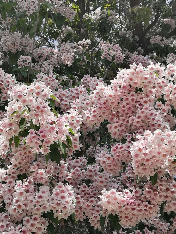 美丽的楸树之花3.jpg