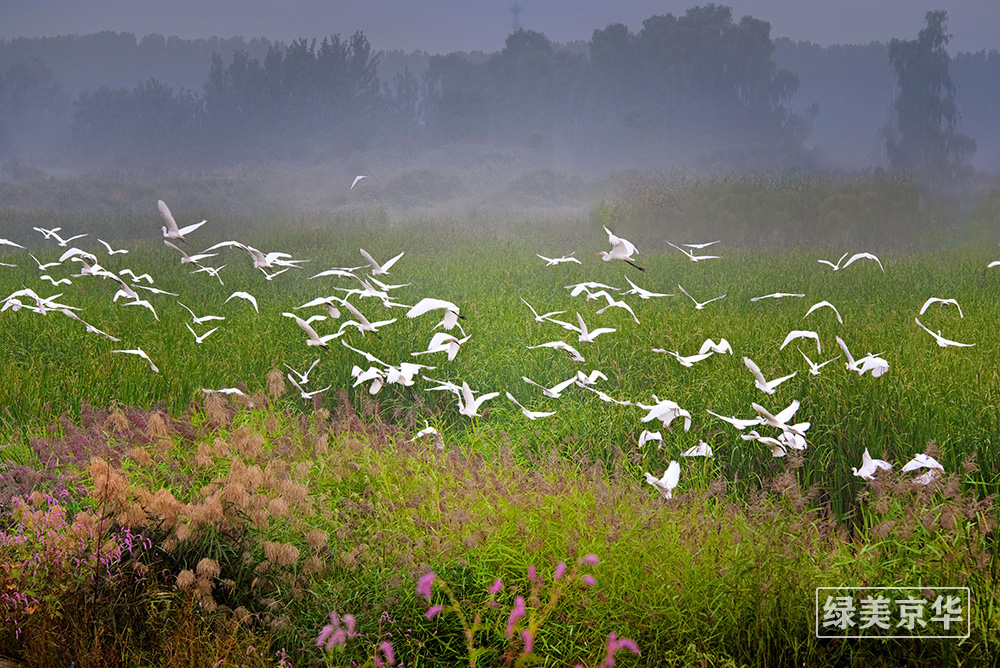 王文左《湿地引得群鹭飞》，拍摄于平谷泃河，13241529007.jpg