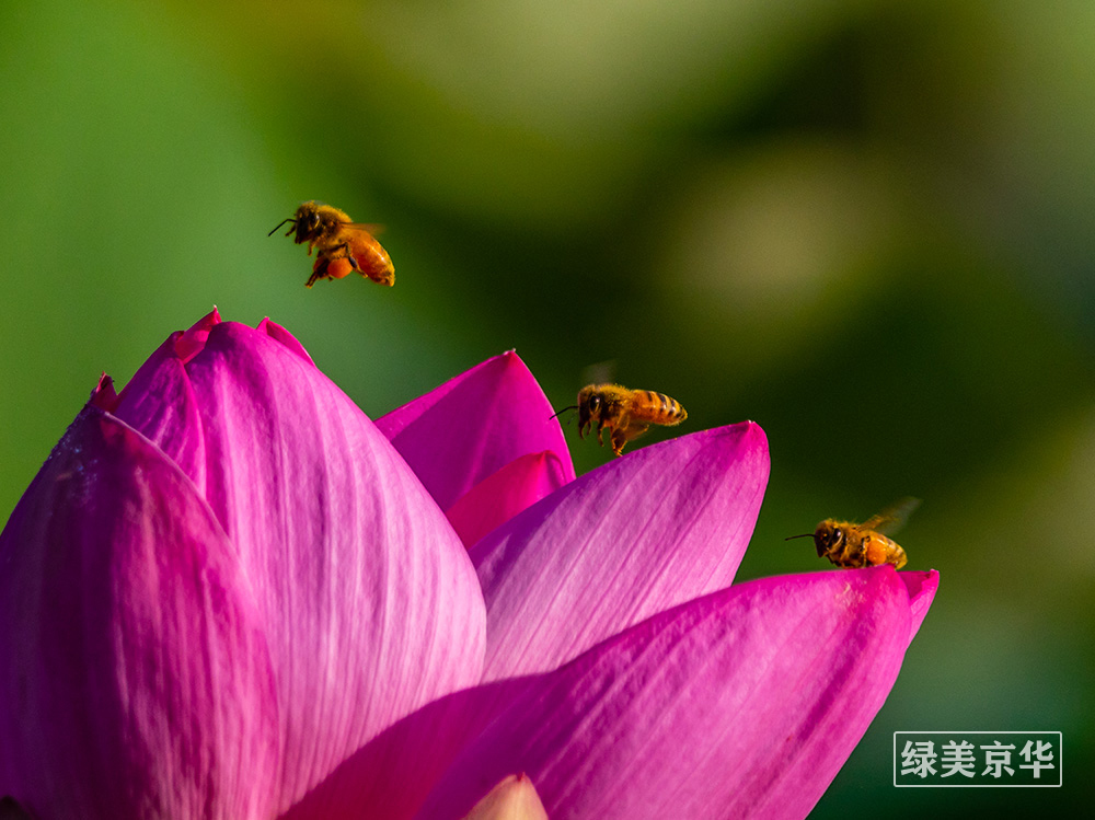 杨青海，13693312122，《蜜蜂爱荷花》平谷湿地公园.jpg