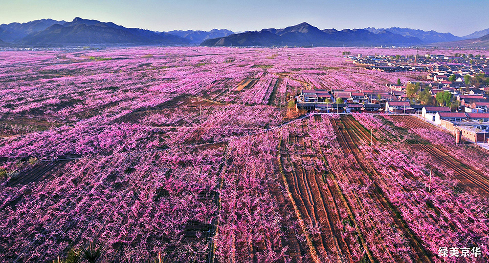 赵宝荣《桃花盛开的地方》.jpg